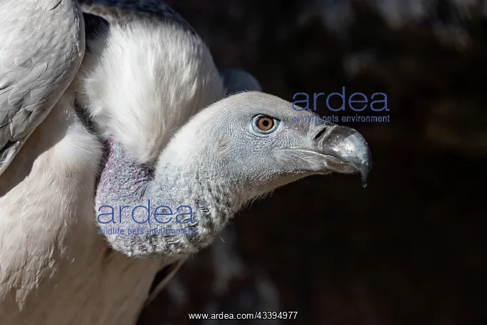 : CAPE VULTURE : CAPE VULTURE