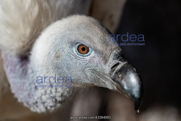 : CAPE VULTURE : CAPE VULTURE