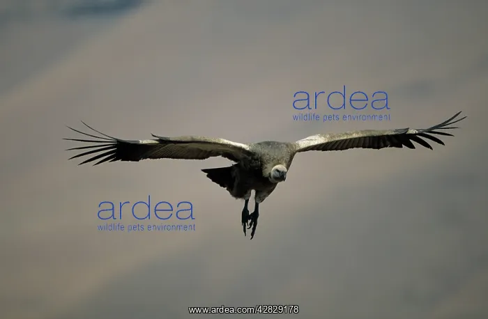 : Cape Vulture - In flight : Cape Vulture - In flight