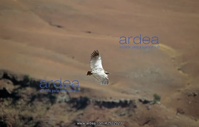 : CAPE VULTURE - IN FLIGHT : CAPE VULTURE - IN FLIGHT