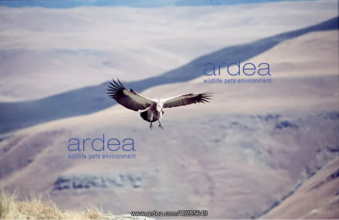 : CAPE VULTURE - in flight over landscape : CAPE VULTURE - in flight over landscape