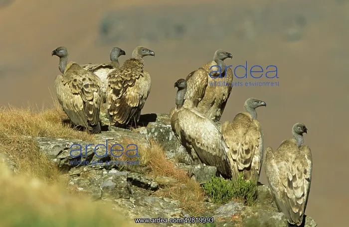 : Cape VULTURE - flock of seven perched, Vulnerable species : Cape VULTURE - flock of seven perched, Vulnerable species