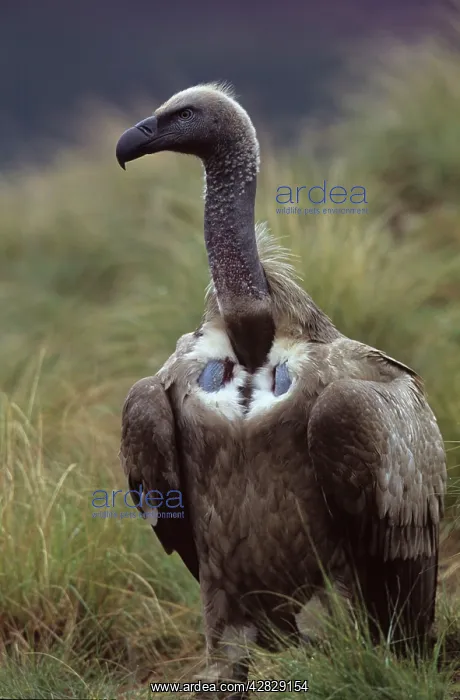 : Cape Vulture - On ground : Cape Vulture - On ground