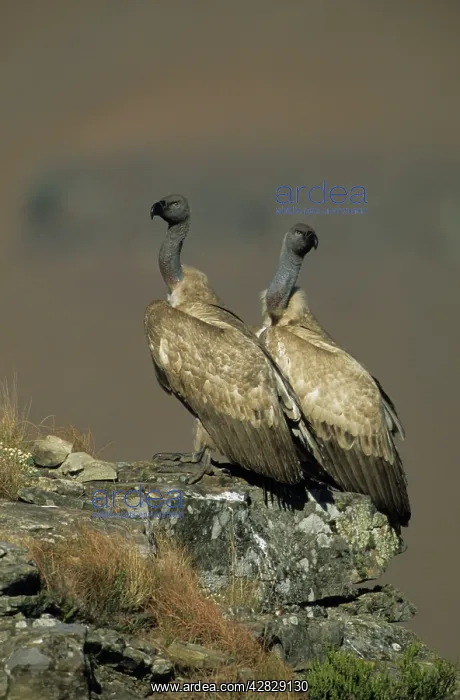 : Cape Vulture - Two perched on rock : Cape Vulture - Two perched on rock