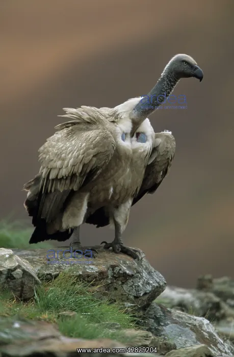 : Cape Vulture - Perched on rock : Cape Vulture - Perched on rock