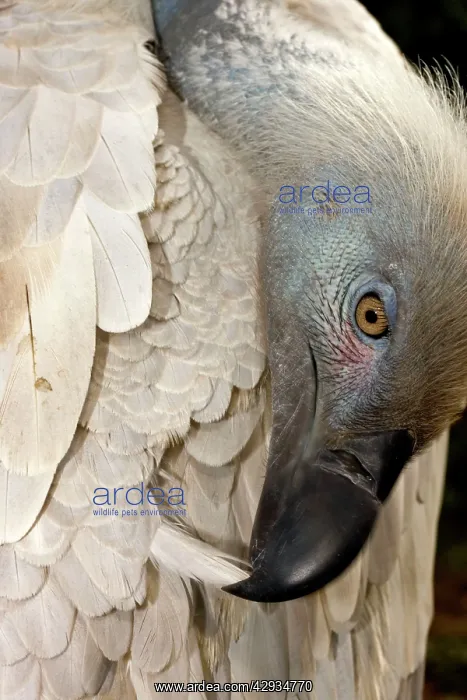 : Cape Vulture - Preening its feathers : Cape Vulture - Preening its feathers