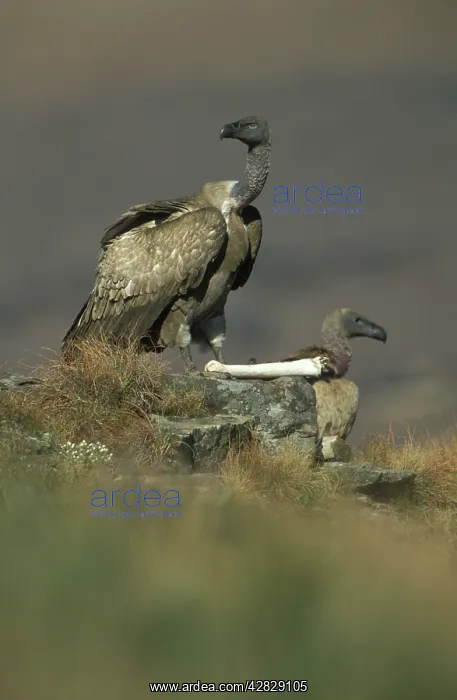 : Cape Vulture - With skeleton bone : Cape Vulture - With skeleton bone