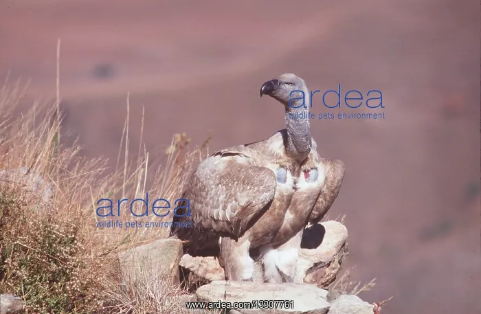 : CAPE VULTURE - standing on rocks : CAPE VULTURE - standing on rocks