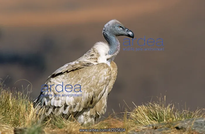 : Cape VULTURE - side view, sitting on grass : Cape VULTURE - side view, sitting on grass