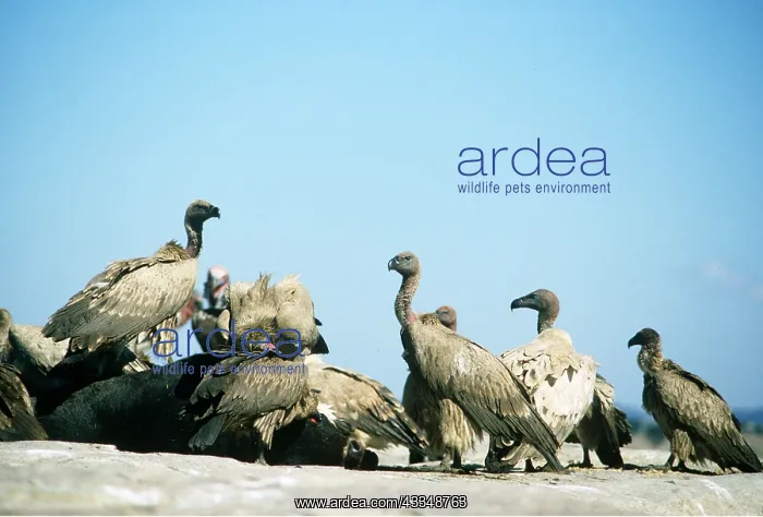 : CAPE VULTURES - group around carcass : CAPE VULTURES - group around carcass