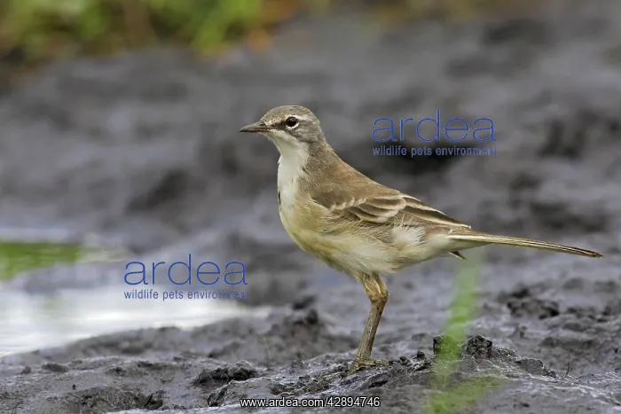 : Cape Wagtail : Cape Wagtail