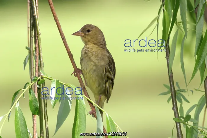 : Cape Weaver : Cape Weaver