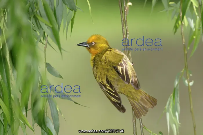 : Cape Weaver : Cape Weaver