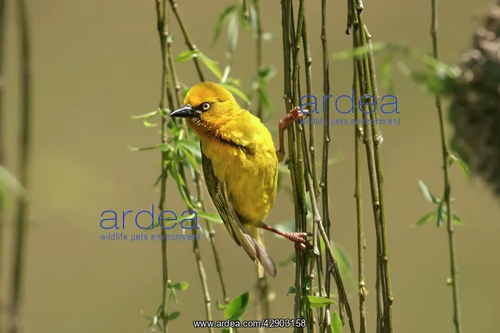 : Cape Weaver : Cape Weaver