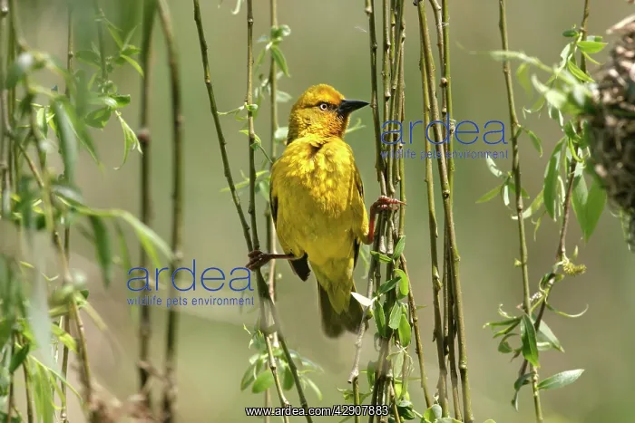 : Cape Weaver : Cape Weaver