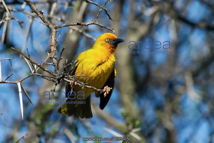 : Cape Weaver : Cape Weaver