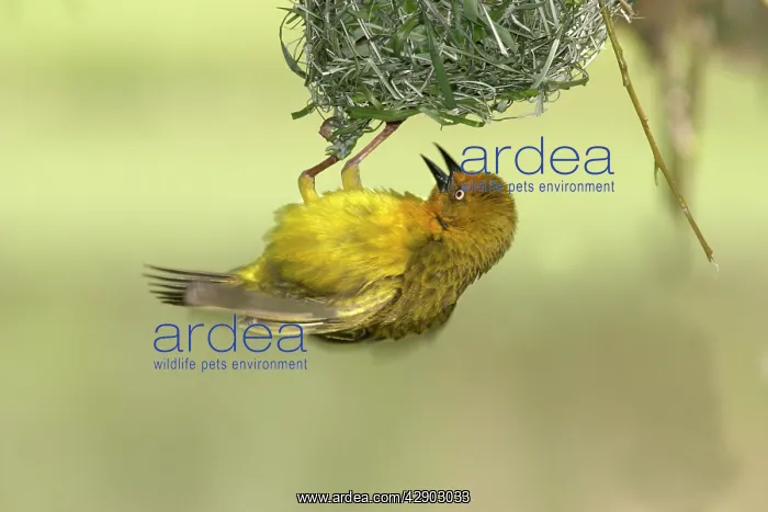 : Cape Weaver - building nest : Cape Weaver - building nest
