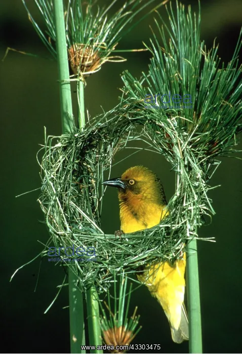 : CAPE WEAVER - building nest with grass : CAPE WEAVER - building nest with grass