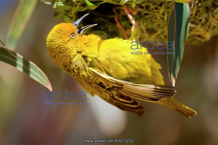 : Cape Weaver building a nest in Western Cape : Cape Weaver building a nest in Western Cape