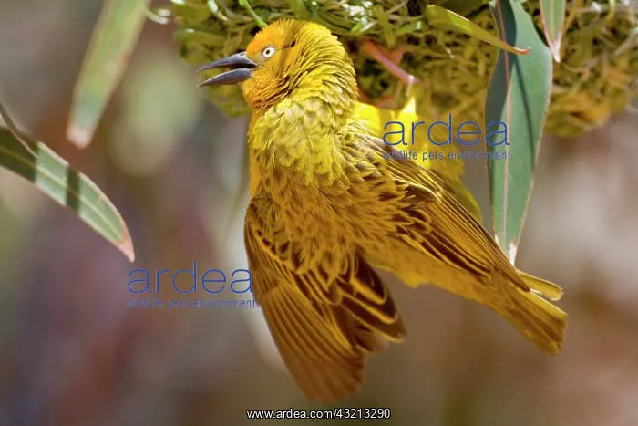 : Cape Weaver building a nest in Western Cape : Cape Weaver building a nest in Western Cape