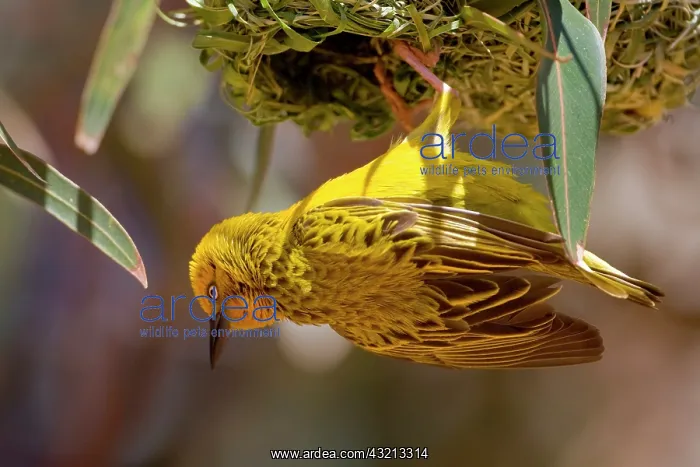 : Cape Weaver building a nest in Western Cape : Cape Weaver building a nest in Western Cape