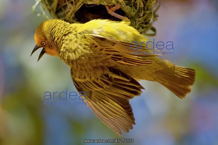 : Cape Weaver building a nest in Western Cape : Cape Weaver building a nest in Western Cape