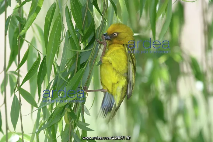 : Cape Weaver - collecting nest material : Cape Weaver - collecting nest material
