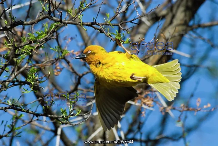 : Cape Weaver displaying on branch : Cape Weaver displaying on branch