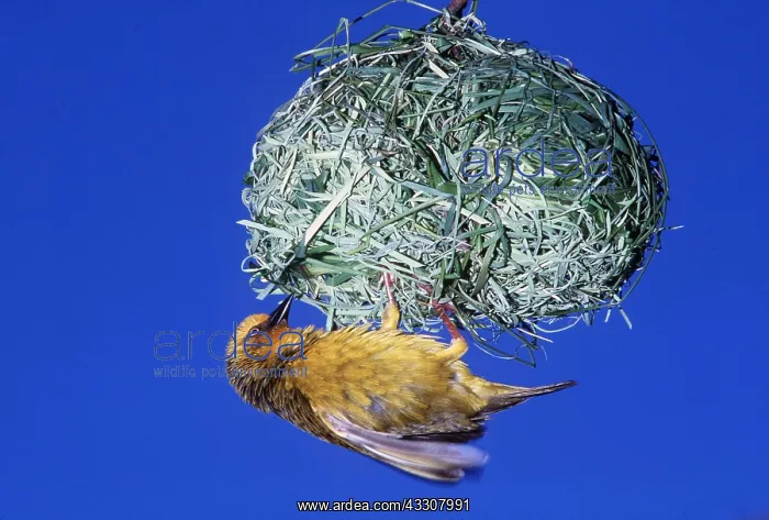 : Cape Weaver - displaying at nest : Cape Weaver - displaying at nest