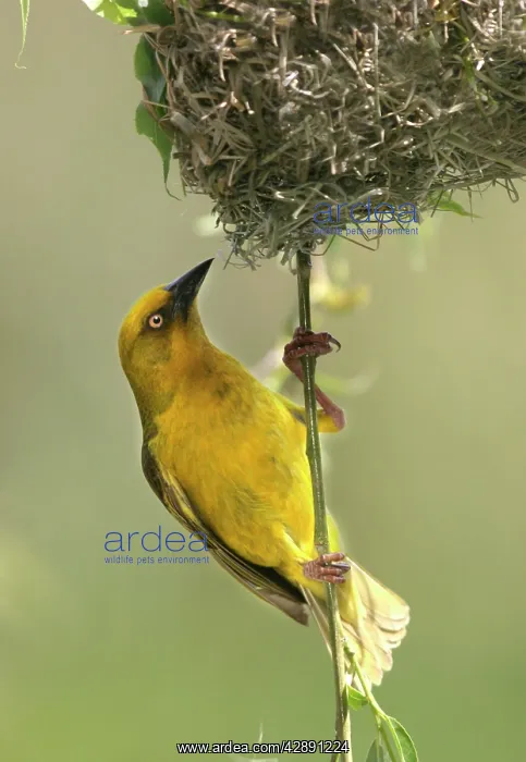 : Cape Weaver - By nest : Cape Weaver - By nest