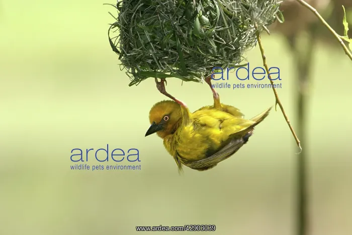  : Cape Weaver - nest building