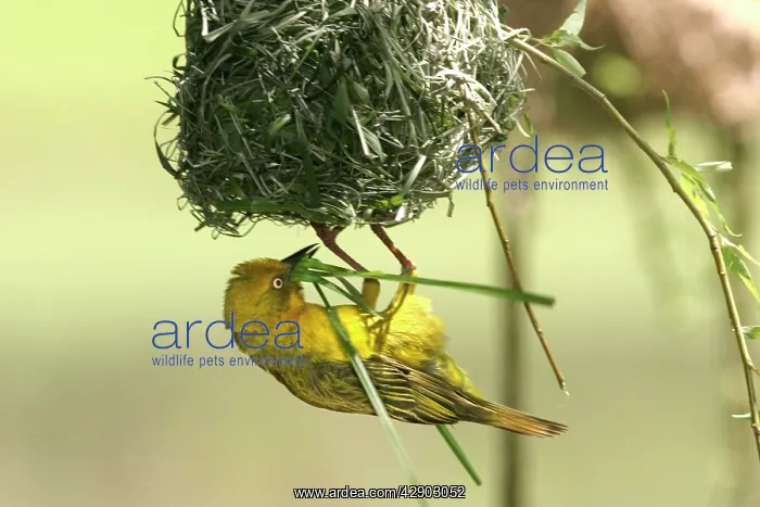 : Cape Weaver - nest building : Cape Weaver - nest building