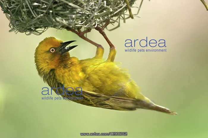 : Cape Weaver - nest building : Cape Weaver - nest building