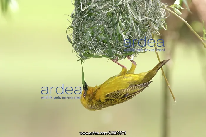  : Cape Weaver - nest building. Upside down, constructing nest
