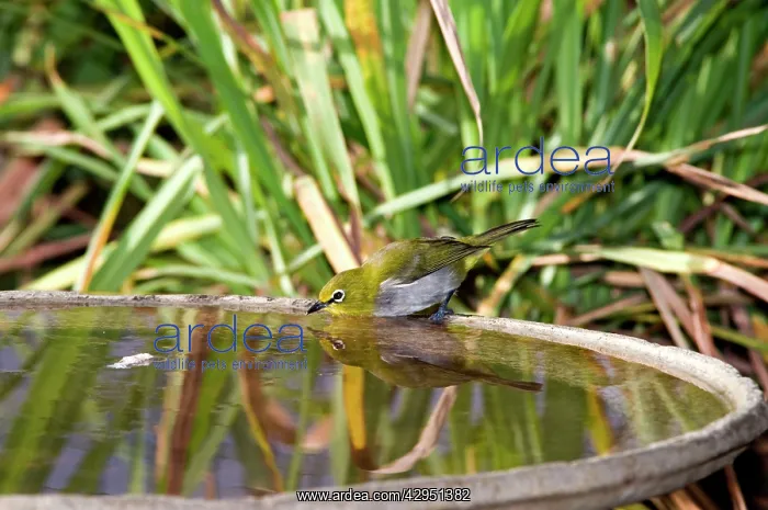 : Cape White-eye - drinking at birdbath : Cape White-eye - drinking at birdbath