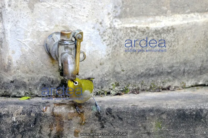 : Cape White-eye - Drinking water from garden tap : Cape White-eye - Drinking water from garden tap