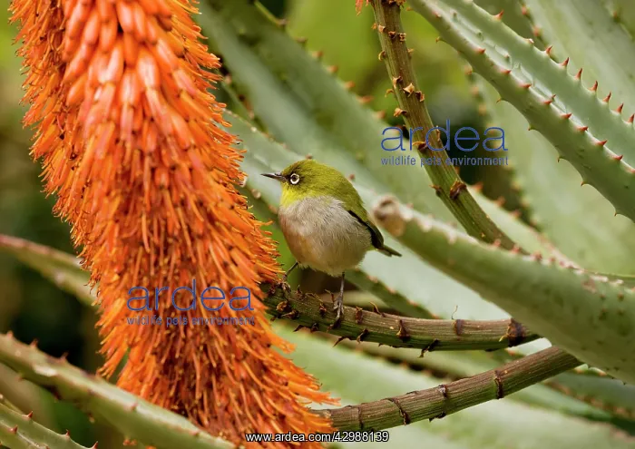 : Cape White-eye - feeding on Cape Aloe. Cape Town : Cape White-eye - feeding on Cape Aloe. Cape Town