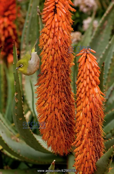 : Cape White-eye - feeding on Cape Aloe. Cape Town : Cape White-eye - feeding on Cape Aloe. Cape Town