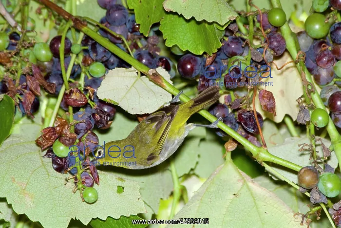 : Cape White-eye feeding on grapes : Cape White-eye feeding on grapes
