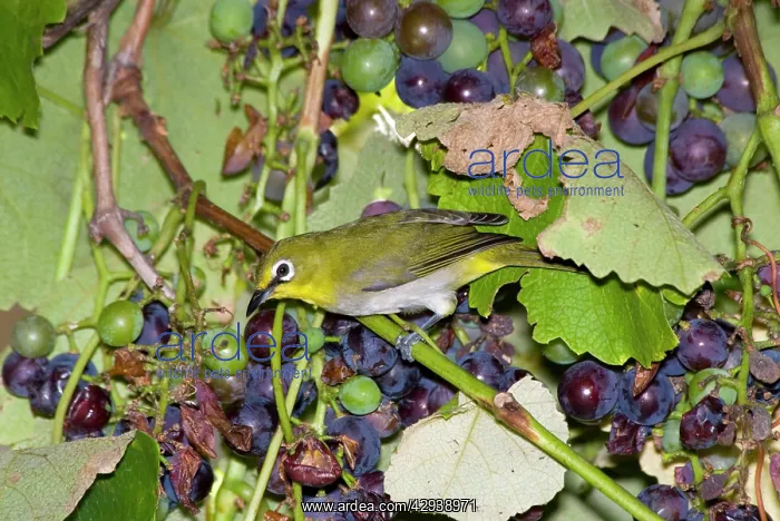 : Cape White-eye visiting fruiting grape vine : Cape White-eye visiting fruiting grape vine
