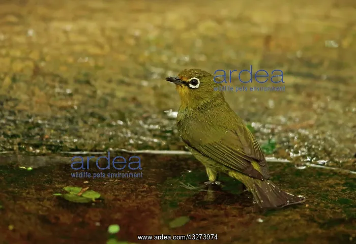 : Cape white-eye (Zosterops virens), Cape White-eye : Cape white-eye (Zosterops virens), Cape White-eye