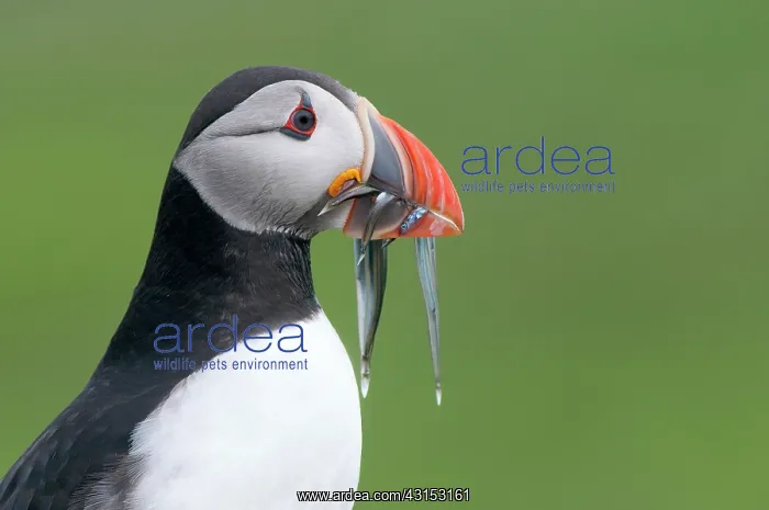 : Capelin. Puffin (Fratercula arctica) close up of adult with Capelin : Capelin. Puffin (Fratercula arctica) close up of adult with Capelin