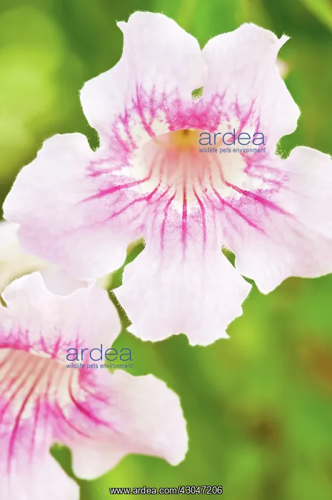 : Capeprimrose : Capeprimrose