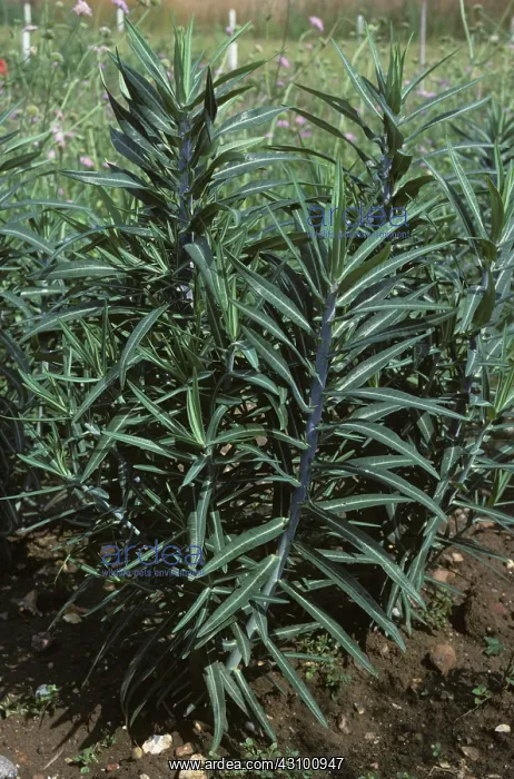 : Caper spurge plants : Caper spurge plants