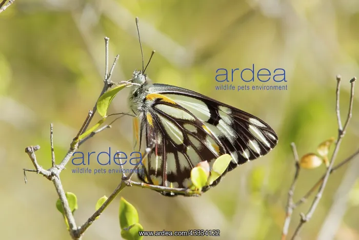 : Caper White Butterfly : Caper White Butterfly