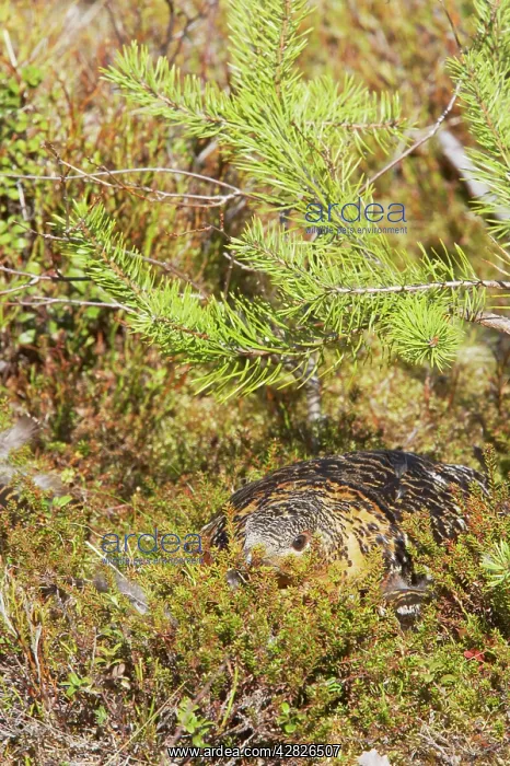 : Capercaille - Hen on Nest : Capercaille - Hen on Nest