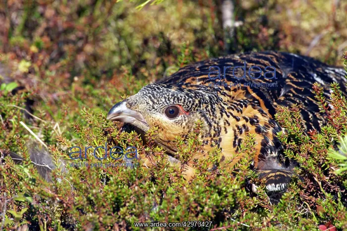 : Capercaille - Hen on Nest : Capercaille - Hen on Nest