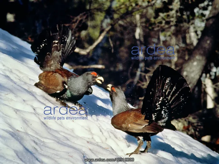 : CAPERCAILLIE : CAPERCAILLIE