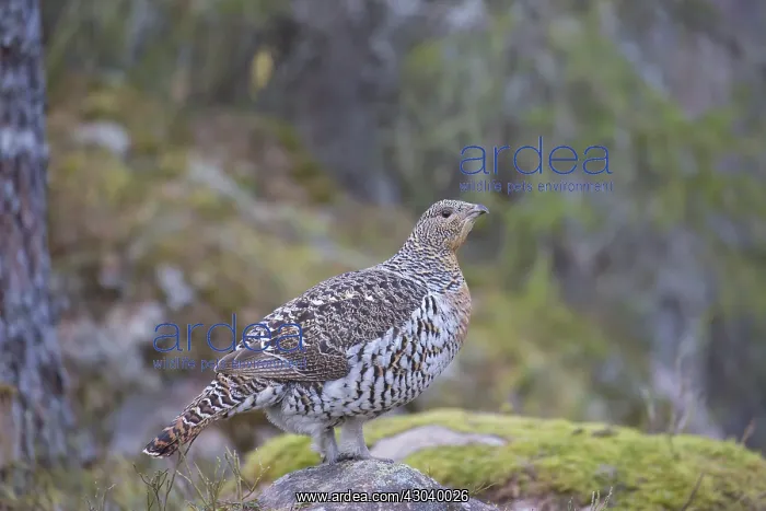  : Capercaillie - adult hen - Dalarna, Sweden