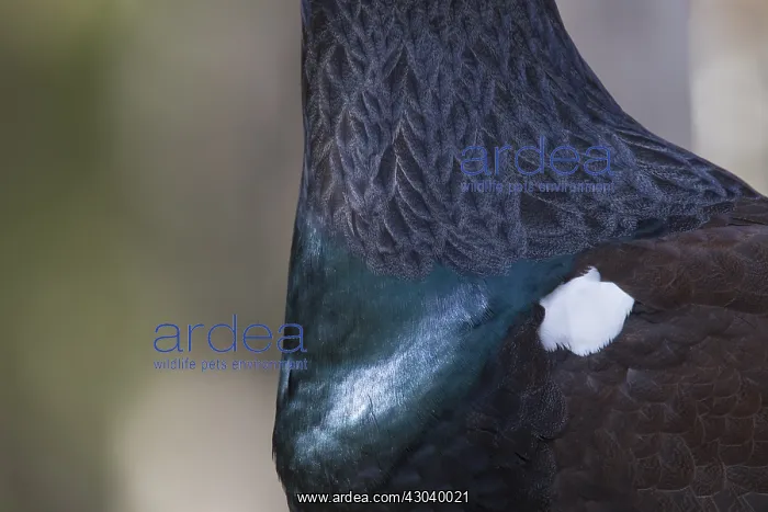 : Capercaillie - detail of breast - Dalarna, Sweden : Capercaillie - detail of breast - Dalarna, Sweden